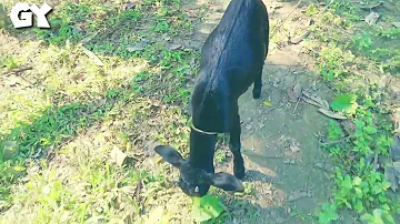 Amazing black goat breeding in my village in summer sex video|| #Goat