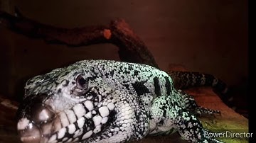 BLOOD PYTHON, Python Brongersmai