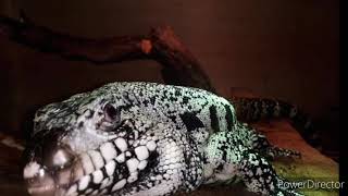 Famous BLOOD PYTHON, Python Brongersmai Net Worth