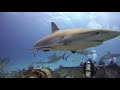 Sharks in Bahamas with the Paralenz Dive Camera