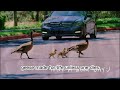 Uncovering Nature's Revealing Mysteries in Life for Geese