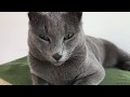 Mina - The Russian Blue Cat