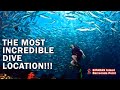 Scuba Diving at Sipadan Island in Malaysia | Barracuda point is an incredible diving location!!!