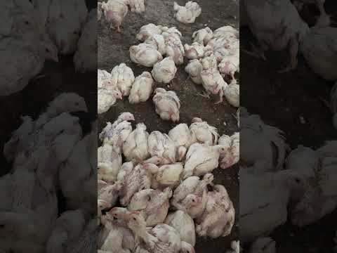 هصيصان كبرانين ماشاء الله شغل عساف وعلي صيصان كتاكيت بيبي 