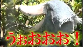 もし『動かない鳥』が本気で動いたら…？【あにまるきゃっち】