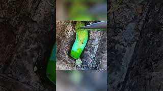 SLIMY SLIME #drain #satisfying #cleaning #clean #draincleaning #plumbing #uncloggingdrains