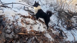 картинка: #215 [[РЕВАНШ]]ОХОТА НА КАМЕННУЮ КУНИЦУ