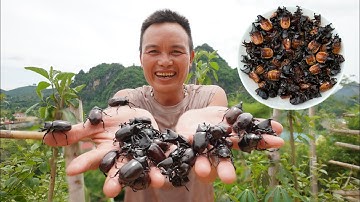Món Bọ Béo Ngậy, Chú Anh Cắt Cơn Con Bọ Ngậy Lắm - Nhịp Sống Tây Bắc