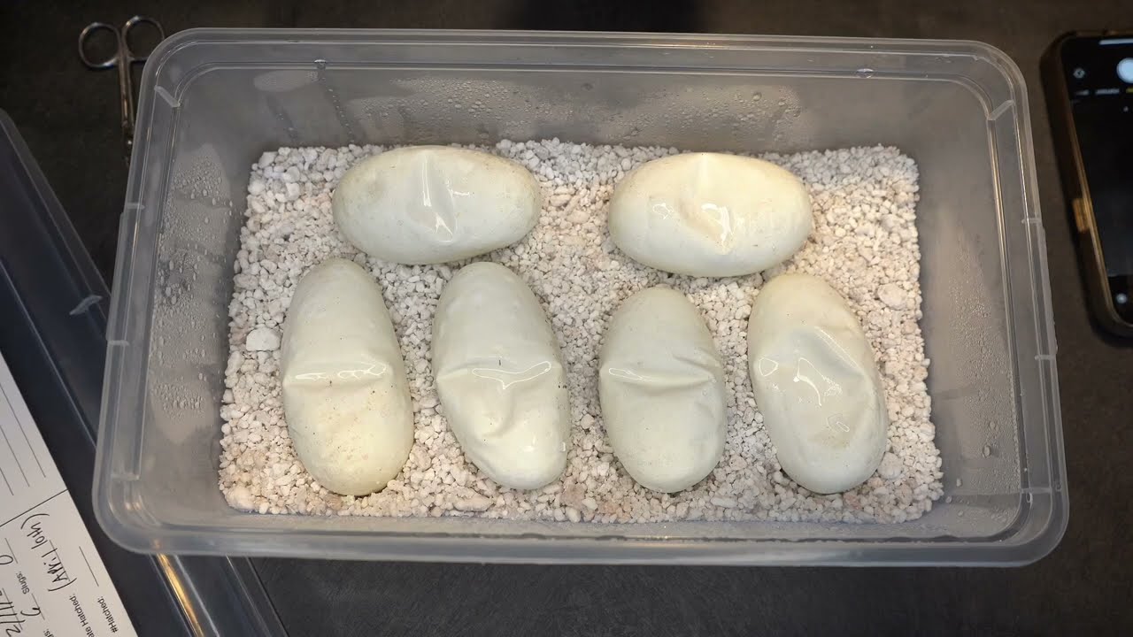 Ball Python egg cutting - Clutch 2503 Hurricane Confusion