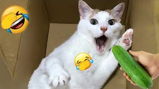 Best Funny Animals 2024  Funniest Dogs and Cats