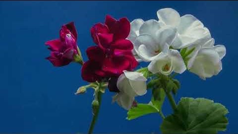 Surah Al-Mulk full || By Sheikh Ahmed Al-Wajidi |سورة الملك|