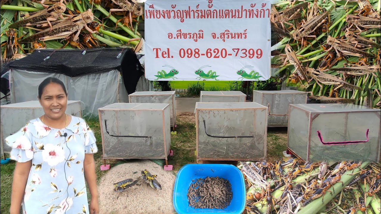 ฟาร์มตั๊กแตนใหญ่ที่สุดจังหวัดสุรินทร์ ขายไข่ขีดละ 800 บาท ตัวสดกิโลละ 400 บาท พร้อมแนะนำการเลี้ยง