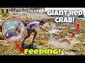 Catching GIANT Red Crab and FEEDING My DEADLY Mantis Shrimp!!