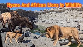 Dubai Wildlife |Dubai Safari park |Hyena Family In Dubai Safari Park |African Lion |Andry Hyenas