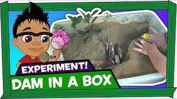 Kid Experiments: Build a Dam - Darwin and Newts