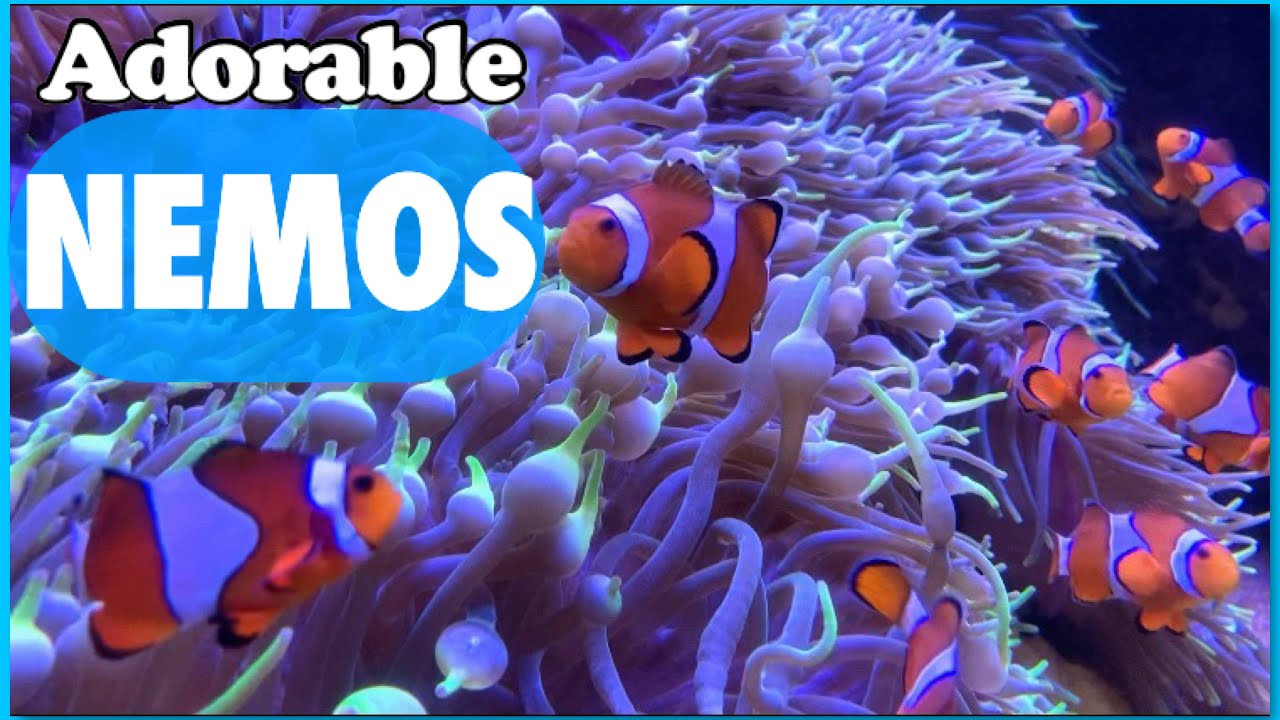 ADORABLE NEMOS | CLOWNFISH | WAIKIKI HAWAII - YouTube