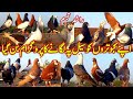 A program was made to drive away our pigeons  rashid tabsam pigeons  my fancy pigeon