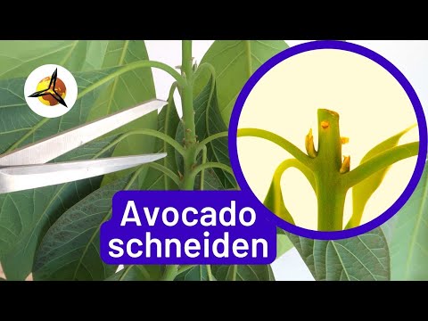 Video: Wie man einen Avocadobaum beschneidet