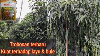 Hinggil F1 curly red chili