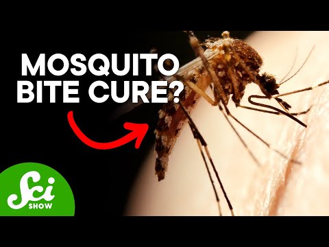 The Secret to Becoming Immune to Mosquito Bites