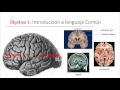 ALUMNOS Neurofisiologia @FacultadPsi_UNC: Resumen de Clase Corteza