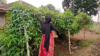 Rutinitas Gadis Desa Di Kampung, Ngambil Sayuran Di Depan Rumah