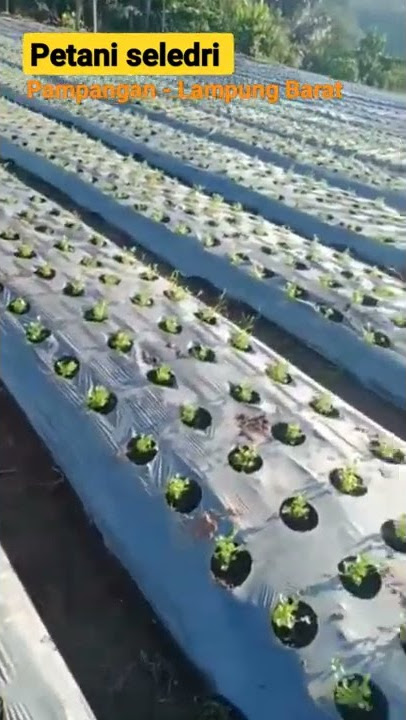 Tanam seledri 4 kaleng | Pak de Juneng, Lahan 2 Rante/800 meter persegi. Petani Lampung barat.