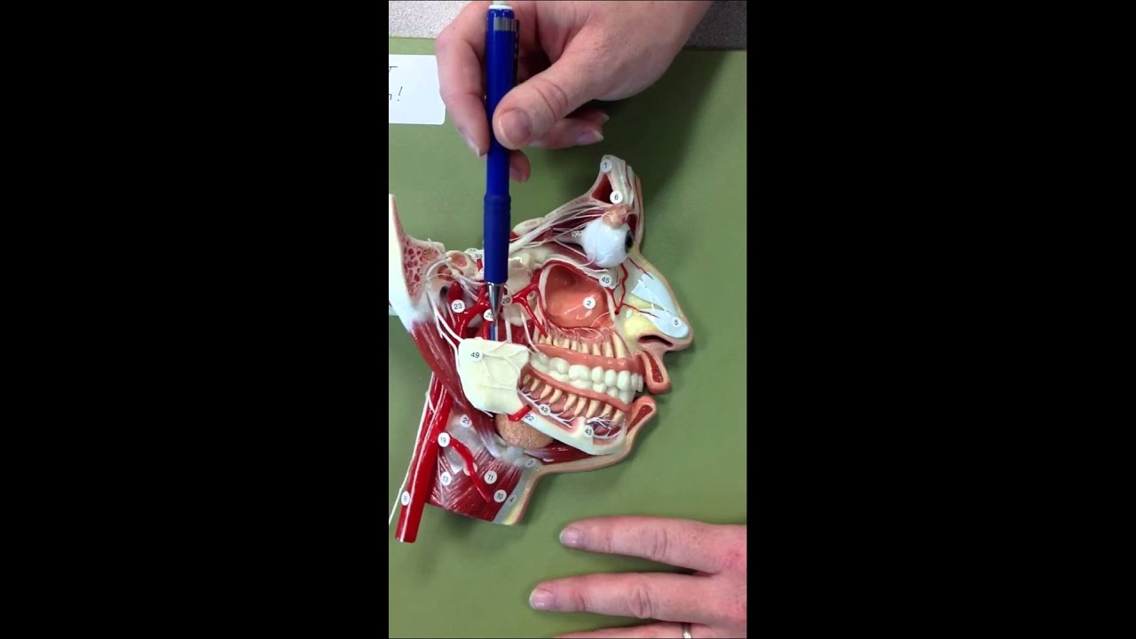 infratemporal fossa