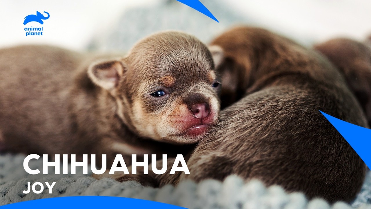 Most Adorable Chihuahua Puppies That Will Melt Your Heart | Too Cute | Animal Planet