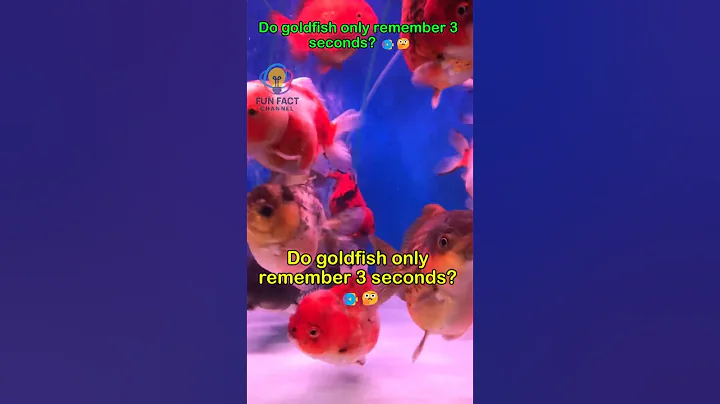 Goldfish Don’t Have 3-Second Memory! 🐠 Myth Busted #shorts #animalfacts #funfact #facts #animals