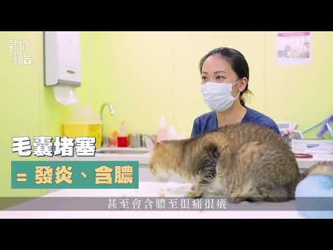 貓粉刺貓咪下巴黑點是粉刺 日常3招解決粉刺症  動物蘋台果籽 香港 Apple Daily原刊日期20201015
