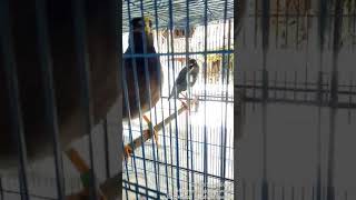 Download Lagu Cara Ternak Jalak kebo dan jalak nias di kandang kecil dan terbuka MP3