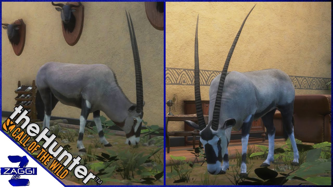 Gemsbok Call Of The Wild