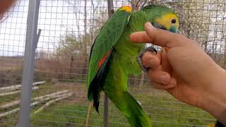 blue fronted amazon parrot play time