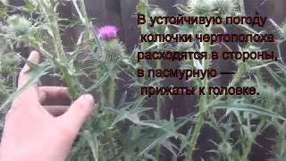 Чертополох 1 июля 2017 род растений семейства Астровые, или Сложноцветные, распространённых в Европе Чертополох 1 июля 2017 род растений семейства Астровые, или Сложноцветные, распространённых в Европе
