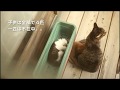 【長編】野良猫の子猫を見て思うこと