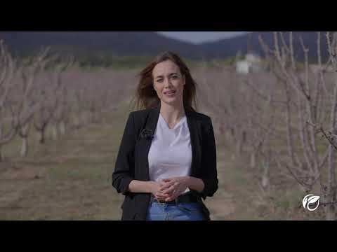 Cerezas más grandes