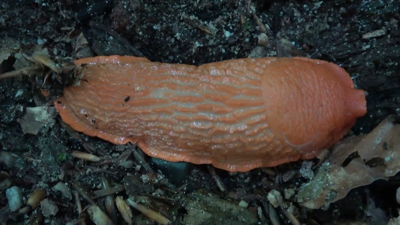 Gewone wegslak - Arion rufus