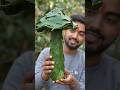 Making a GIANT Mushroom from Leaves 🍄😳 | 8s Satisfying Craft #shorts