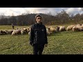 Oile lui Guia Gheorghe din Berbesti, Maramures 2024