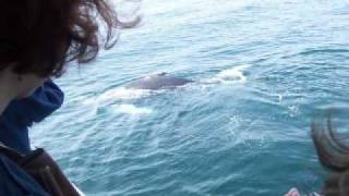 Whale Watch 2009