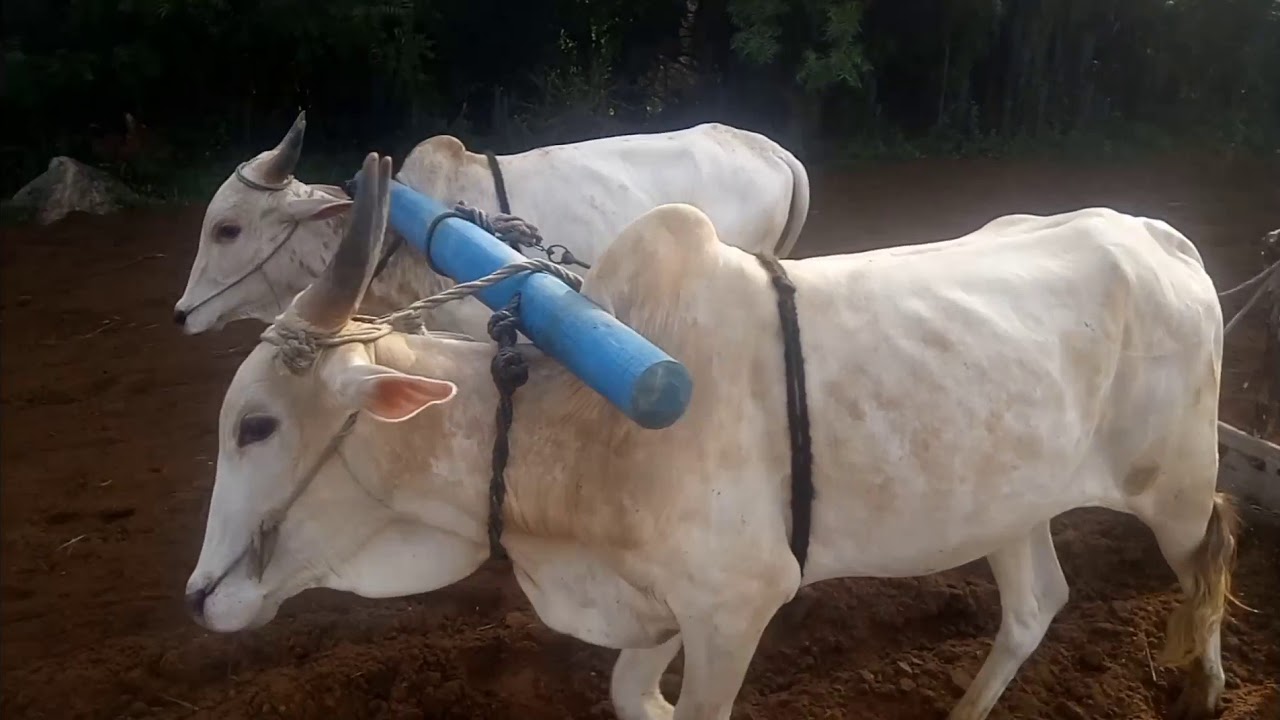 Bullock # Young Bullocks After Plowing Levelling a Surface Soil# BullockCart Videos # Training video