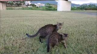 河原の芝生で元気に遊ぶキジトラ猫