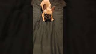 French bulldog puppy cute barking