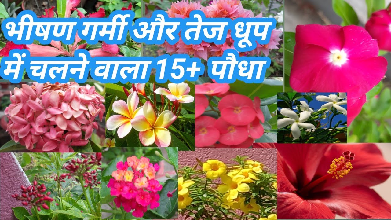 Grow these 15+ plants in hot Sun and more Heat in your garden // Summer flower plants YouTube