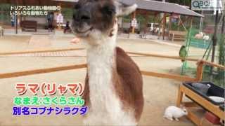 動物園のラマの表情が豊かすぎる Qbc Youtube