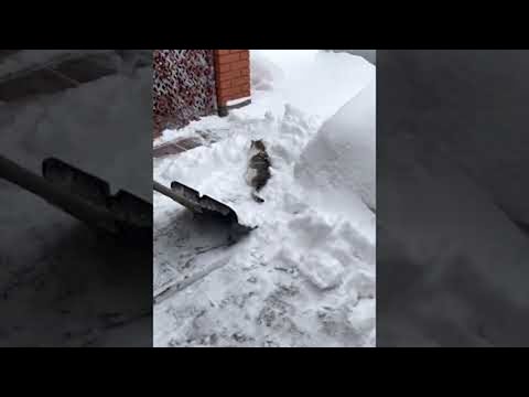 Cat Asks For Shovel Ride During Snow Removal || ViralHog