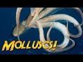 Molluscs Uncovered The Fascinating World of Snails Squid and More