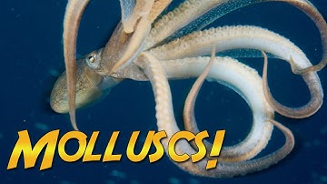 What Are Molluscs? | JONATHAN BIRD