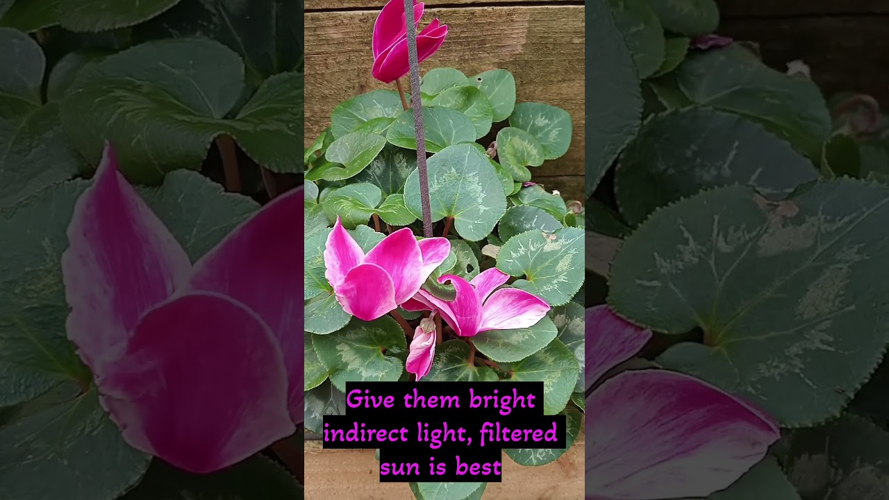 Cyclamen - Melbourne 2025 